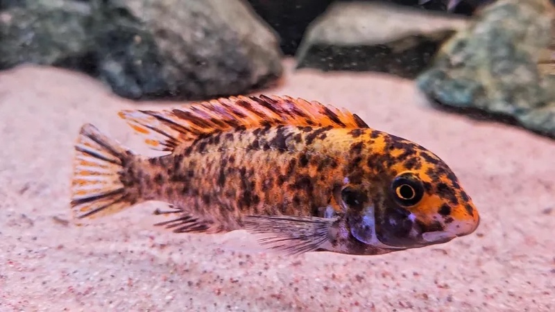 Labeotropheus trewavasae 'Lundo Island'